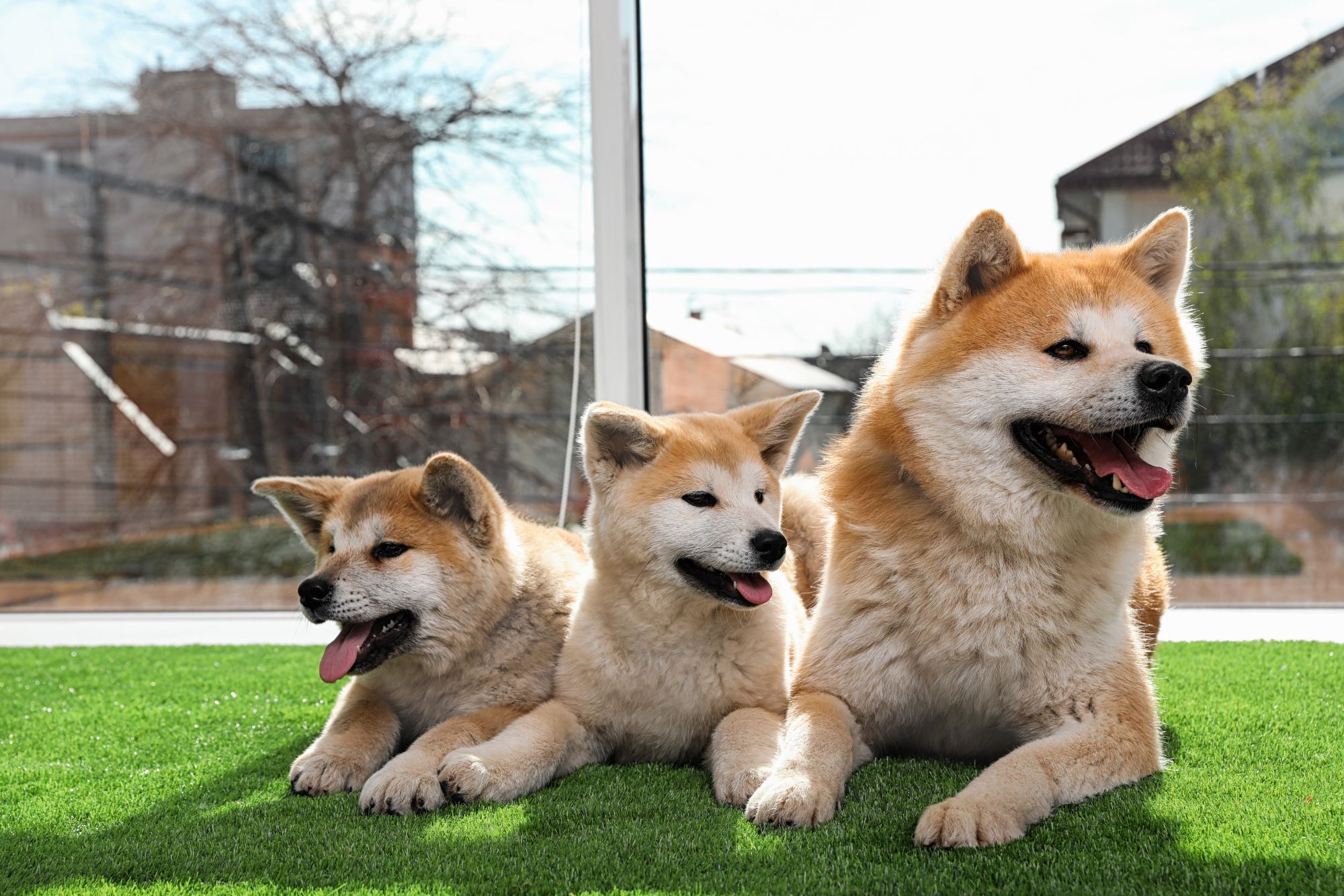 Three happy Shiba Inu dogs relaxing on artificial turf in a bright indoor space, showcasing a pet-friendly synthetic grass environment.